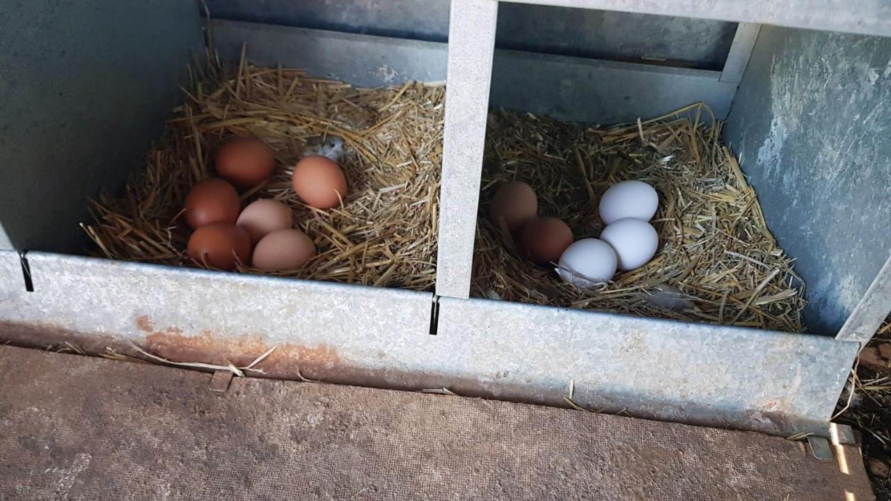 Casa Rural Madre Del Agua. Finca El Robledillo Monesterio Kültér fotó